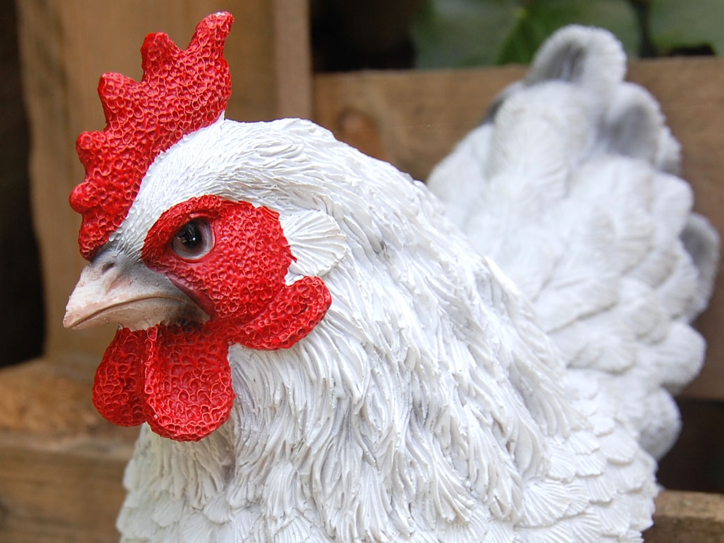 Poule décorative de couleur rouge